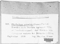 Phyllachora graminis image
